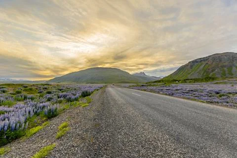 A view of the sunset behind the wide open road that runs through fields of purpl Stock Photos
