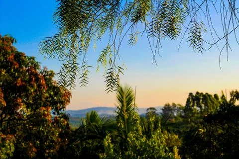 View of a sunset in between the trees Stock Photos