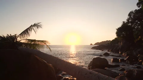 View sunset coast coconut tree. Stock Footage 214270250