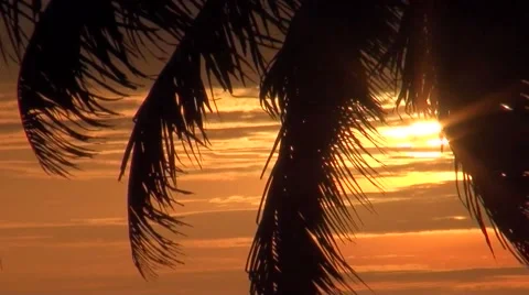 View of the sunset on the coast through the palm leaves. Tanzania Stock Footage 56342978