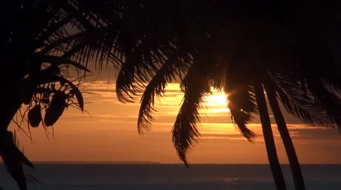 View of the sunset on the coast through the palm leaves. Tanzania Stock Footage 56342988