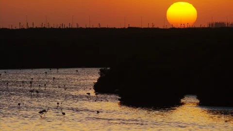 A View of the Sunset, mountain range and silhouettes of flamingo on the Water. Video stock 95422066