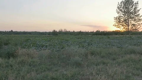 View of sunset over field ,countryside land Stock Footage 83087975