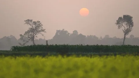 View of sunset over rural fields with birds in Bogura, Bangladesh. Video stock 335551938