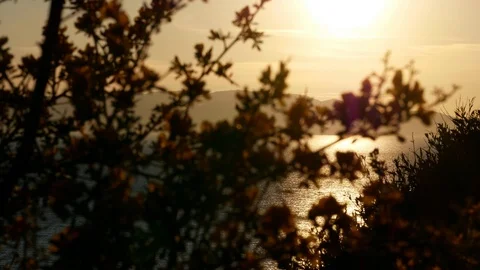 View of a sunset over the sea with reflections, scene moving through the branche Stock Footage 105225451