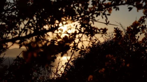 View of a sunset over the sea with reflections, scene moving through the branche Stock Footage 105225457