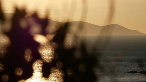 View of a sunset over the sea with reflections, scene moving through the branche Stock Footage 105225541