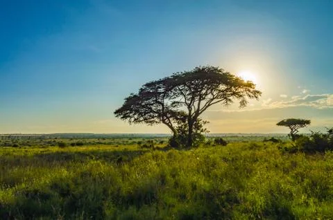 View of the sunset on the savannah Stock Photos