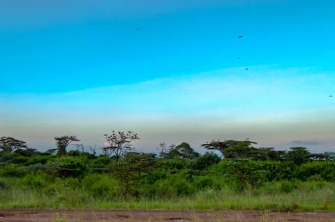 View of the sunset on the savannah Stock Photos