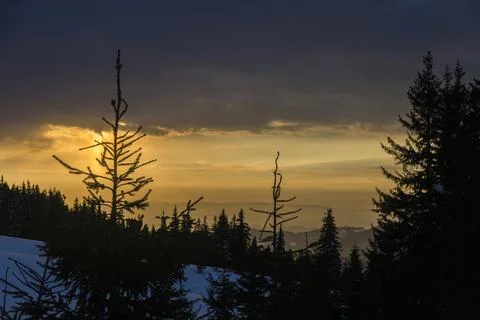 View of the sunset of the spruce forest in winter. Spruce trees covered wit.. Foto stock