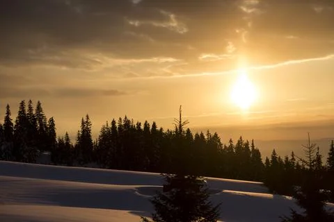 View of the sunset of the spruce forest in winter. Spruce trees covered wit.. Stock Photos