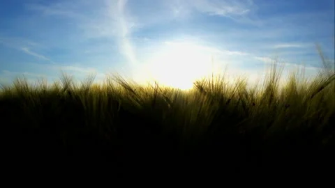 View of the sunset sun through the spikelets of wheat in motion. Stock Footage 108875964