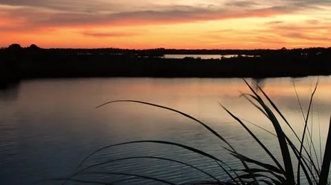 View of sunset through blades of grass Video stock 45299261