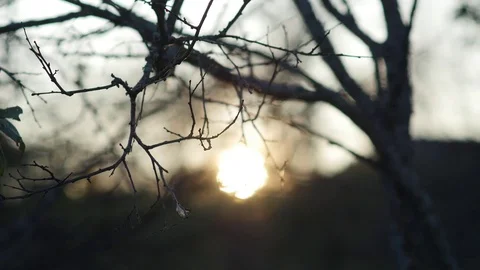View of sunset through branches in autumn and focus change, 4k footage Video stock 81429803