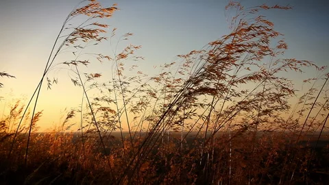 View of the sunset through the dry yellow grass on the field. Video stock 246314736