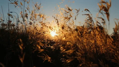 View of the sunset through the dry yellow grass on the field. Stock Footage 246314779