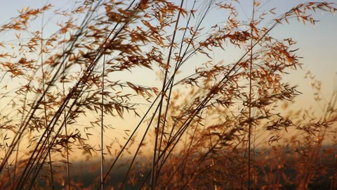 View of the sunset through the dry yellow grass on the field. Video stock 247085477