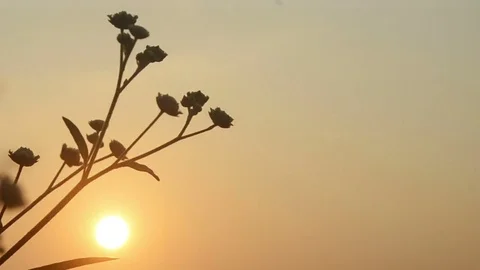 View Of Sunset Through grass Stock Footage 82684413