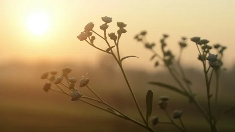 View Of Sunset Through grass Видео 82684541