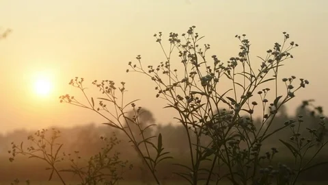 View Of Sunset Through grass Видео 82684745