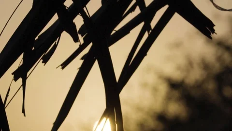 View At Sunset Through Palm Leaves Stock Footage 100994682