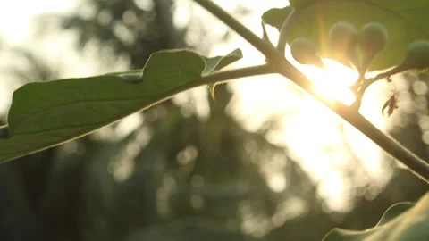 View sunset from tree Stock Footage 153112029