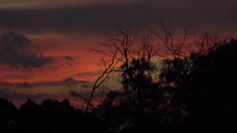 View of sunset with tree silhouettes in Algeria. Stock Footage 339915381