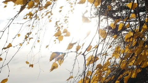 View of sunshine breaks through golden birch leaves rustling with autumn wind Stock Footage 119273690