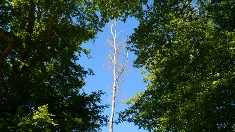View of the sunshine on a  dried tree in a forest during summer Stock Footage 91571743