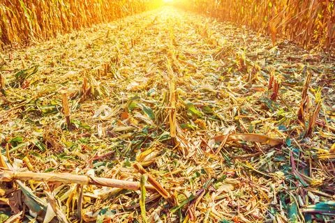 View on surface of corn field after harvest in evening Instagram stile Stock Photos