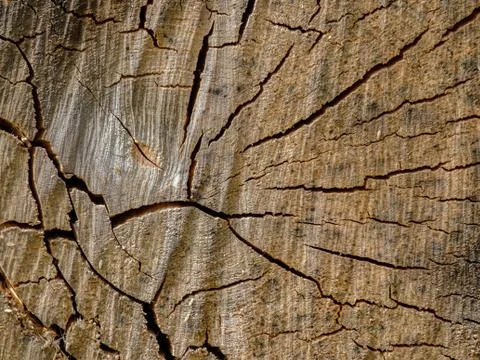 View of the surface of the end face of a birch log dotted with cobwebs of cra Stock Photos