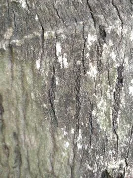 View of The surface texture of the bark of a mature coconut tree Stock Photos