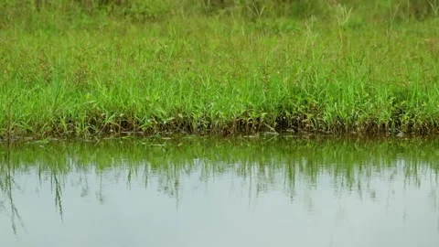 A view of a swamp overgrown with green grass Stock Footage 319968310