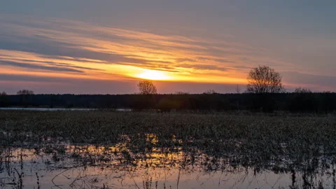 View of swamp at sunset. Stock Footage 185912353