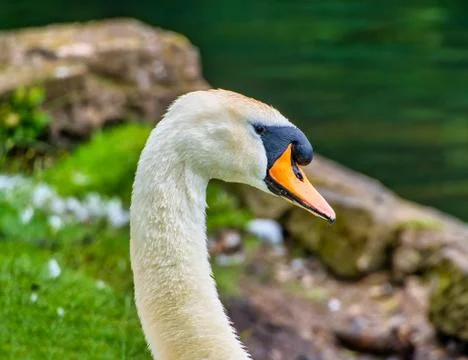 View of a Swan's head Stock Photos