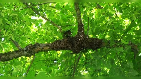 The view of a swarm of bees Video stock 234026762