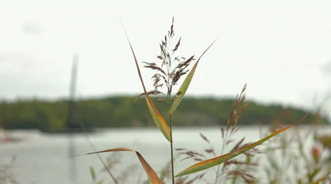 View of the swedish archipelago Stock Footage 41433805