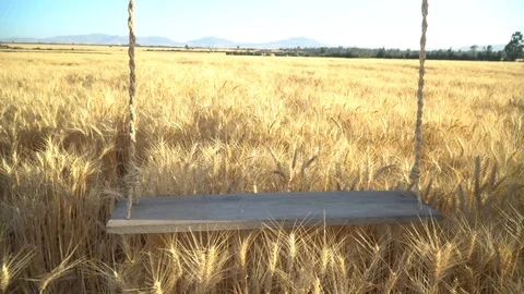 View of a swing in a wheat farm Stock Footage 109275446