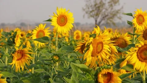 View of swinging sunflowers due to wind in a field Stock Footage 150714284