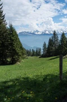 View of the swiss alps from Mount rigi with flowering dandelions and alpine f Stock Photos