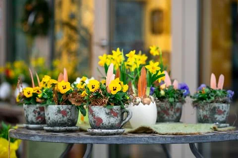 View of a table with various flower pots with yellow daffodils planted in the Stock Photos