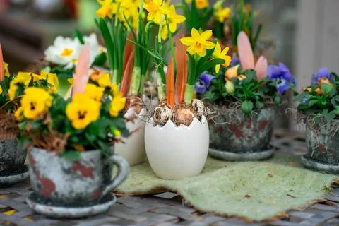 View of a table with various flower pots with daffodils planted in them Stock Photos