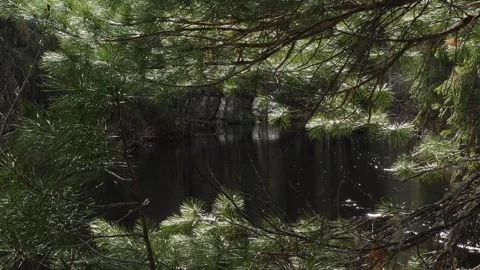 View on taiga river behind the branches Stock Footage 280675579