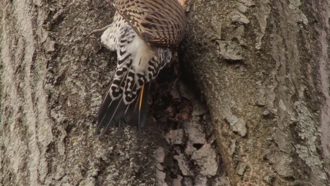 View of tail feathers of Northern Flicker woodpecker as it pecks at tree 스톡 동영상 98136812