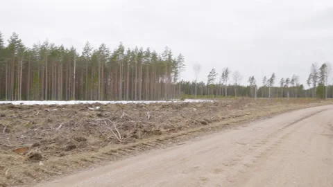The view of the tall birch tree in the forest Stock Footage 152181896