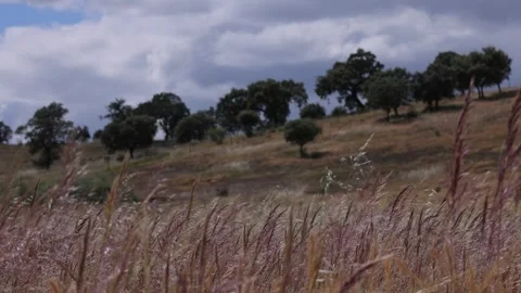 View of tall dry grass on a rolling hill in Portugal. Vidéo 335602078