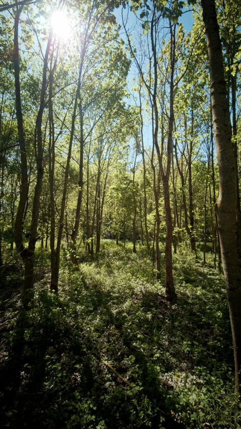View of Tall Forest Trees and Green Canopy Against a Clear Blue Sky Stock Footage 334134961