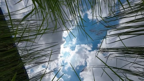 View of tall green grass against a blue sky, Bangladesh. Vídeos de archivo 335766151