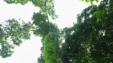 View from the tall green tree Stock Footage 257642185