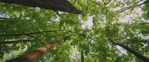 View of tall green trees in a forest Stock Footage 251683313